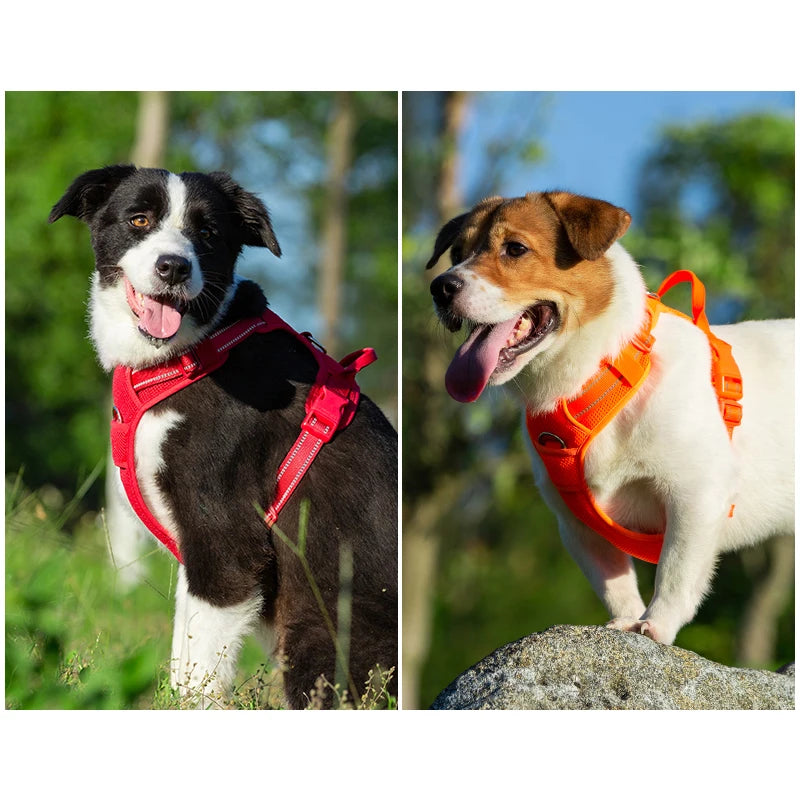 🐾 Harnais pour Chien